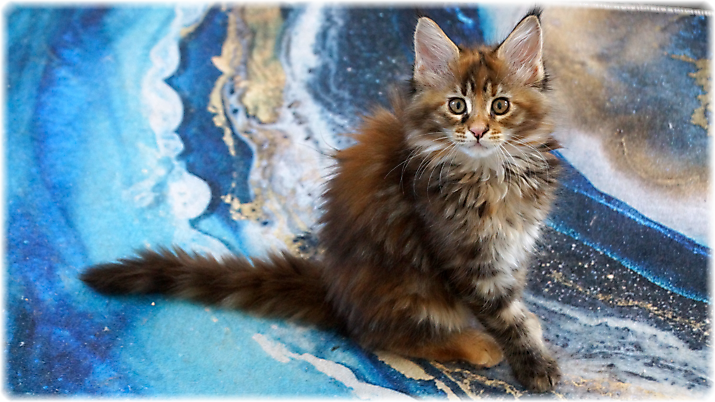 Kitten