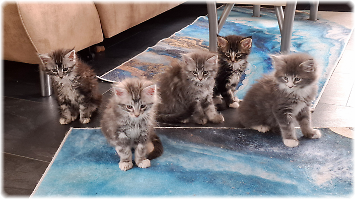 G-Wurf vom 01.02.2026