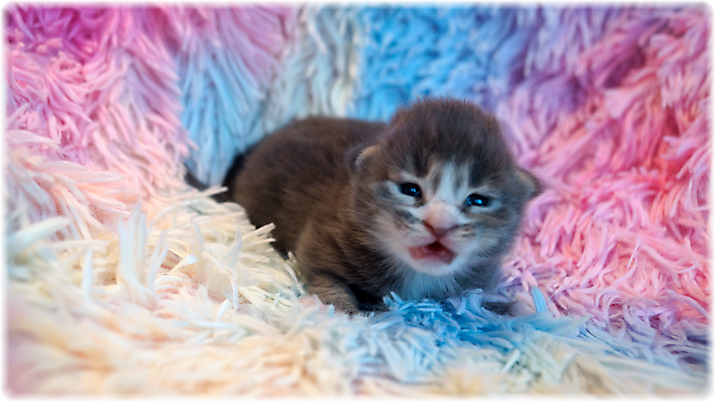 Ganesha of Georgino's Garden