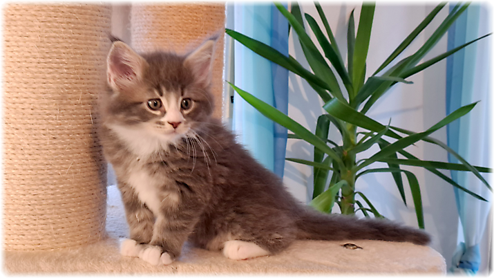 Ganesha of Georgino's Garden