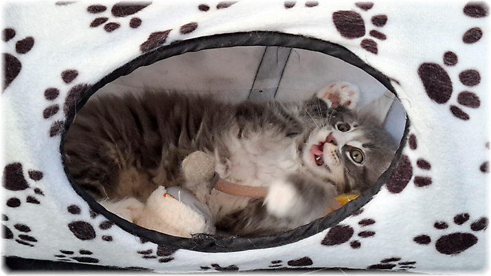 Ganesha of Georgino's Garden