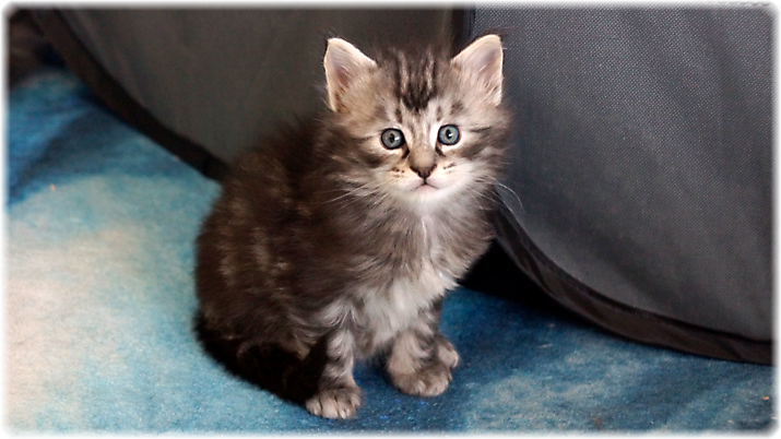 Ginger of Georgino's Garden