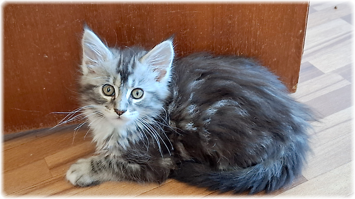 Ginger of Georgino's Garden