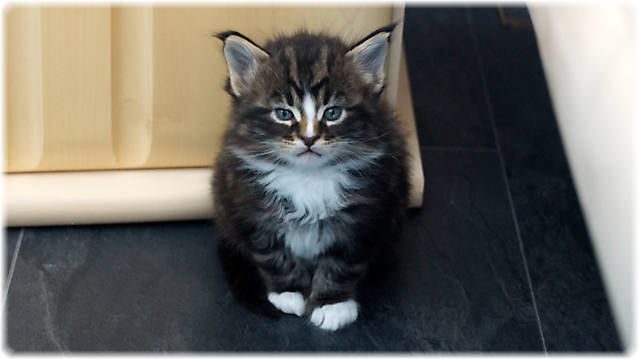 Gizmo of Georgino's Garden