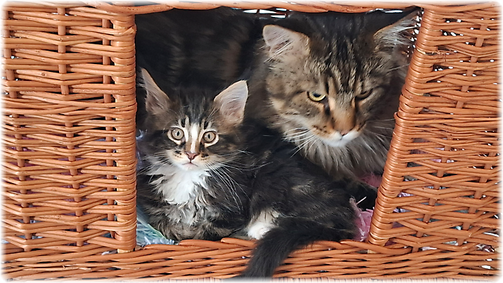 Gizmo of Georgino's Garden