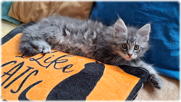 Gracie of Georgino's Garden