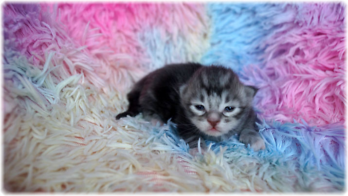 Grisou of Georgino's Garden