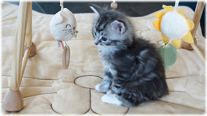 Grisou of Georgino's Garden