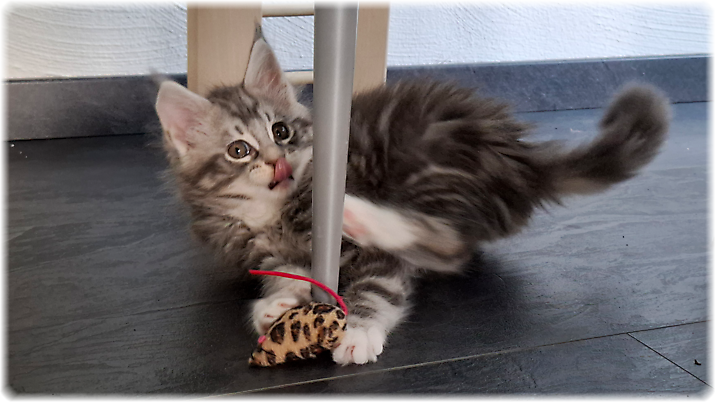 Grisou of Georgino's Garden