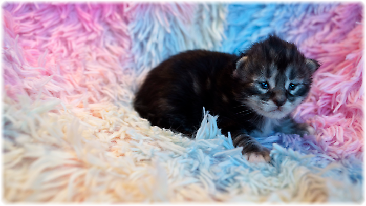 Gwyneira of Georgino's Garden