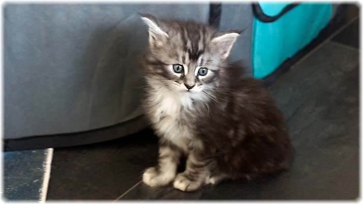 Gwyneira of Georgino's Garden