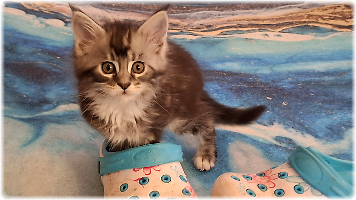 Gwyneira of Georgino's Garden