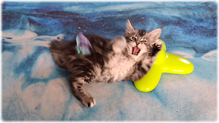 Gwyneira of Georgino's Garden