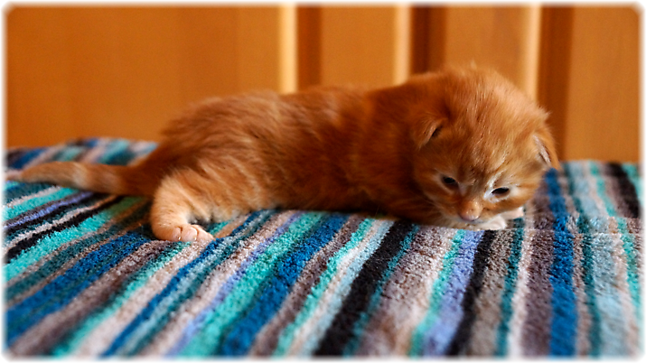 Haruna of Georgino's Garden