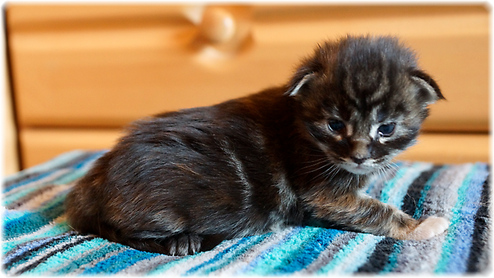 Havanna of Georgino's Garden