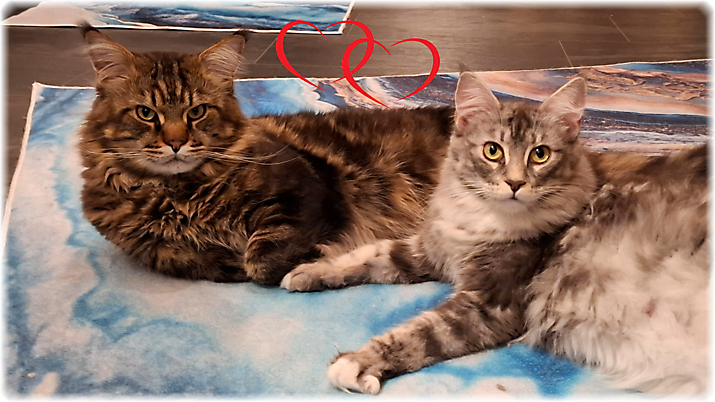 G-Wurf vom 01.02.2026